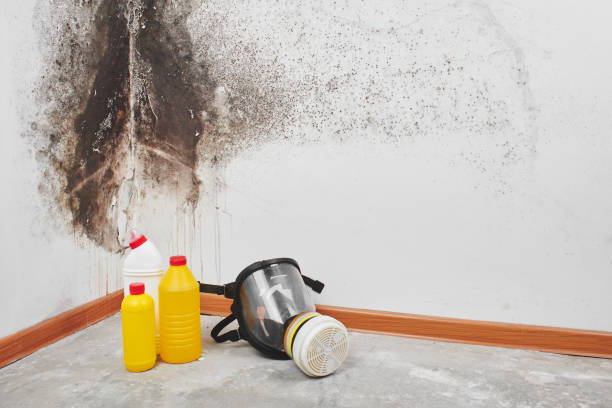 Best Black Mold Removal  in Platte, SD