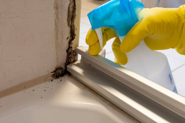 Best Mold Damage Repair  in Platte, SD