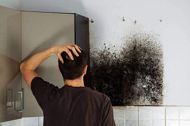 Best Local Mold Removal Service  in Platte, SD